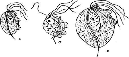 Hüvelyi Trichomonas